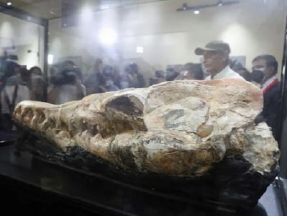 Պերուում հայտնաբրեված «ծովային հրեշի» գանգը վկայում է սարսափելի հնագույն գիշատչի մասին